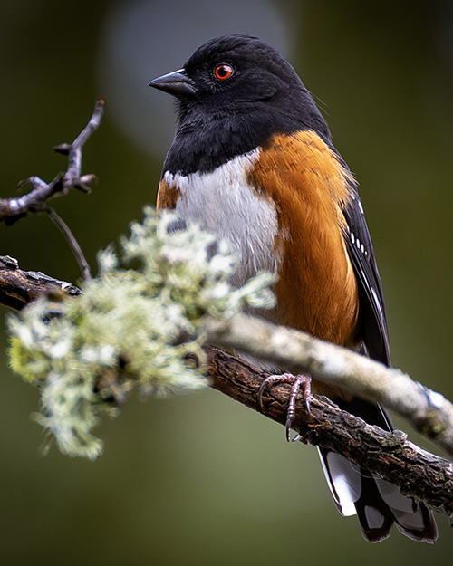 Spotted Towhee