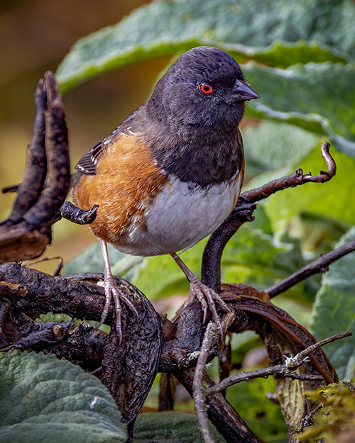 Spotted Towhee