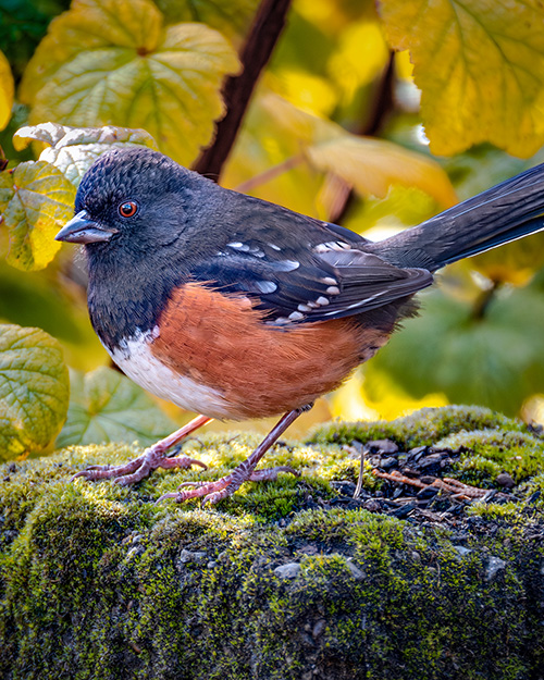 Spotted Towhee