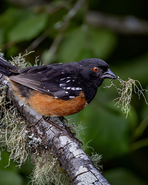 Spotted Towhee