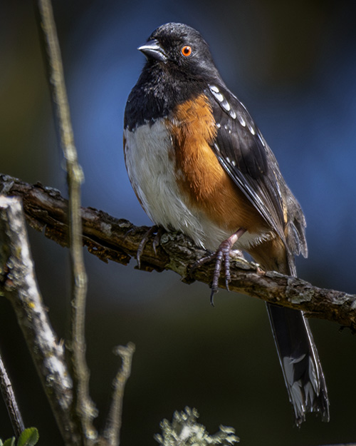 Spotted Towhee