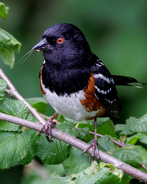 Spotted Towhee