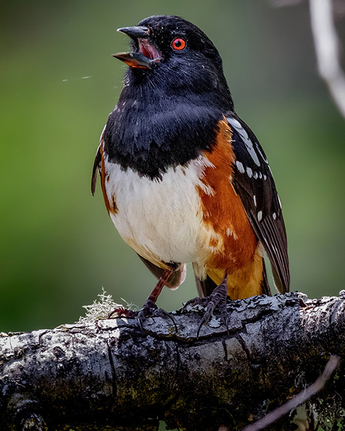 Spotted Towhee