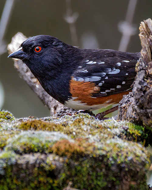 Spotted Towhee