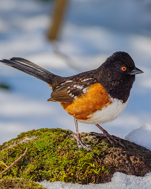 Spotted Towhee