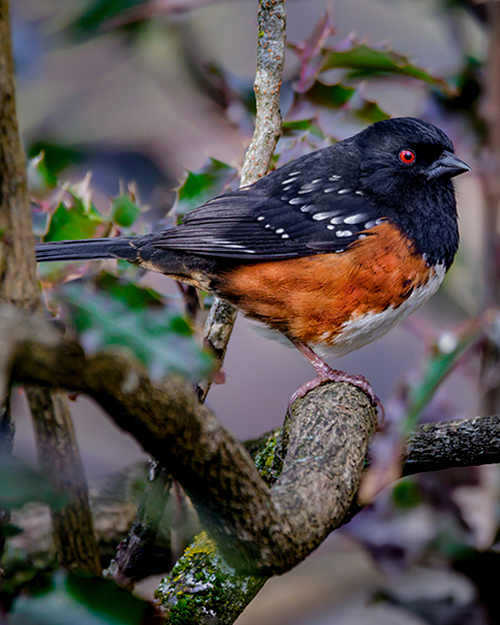 Spotted Towhee