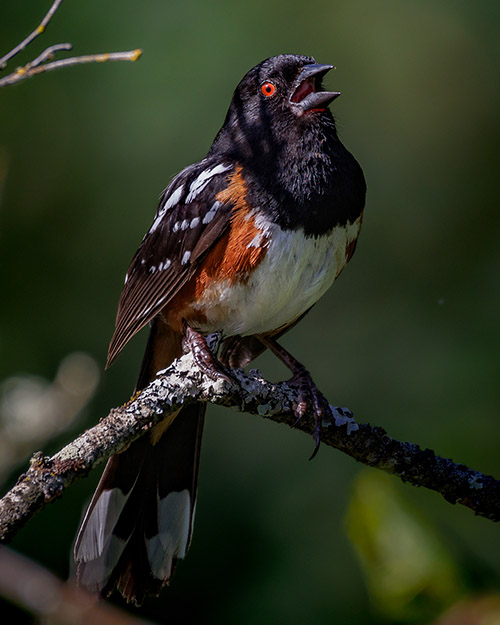 Spotted Towhee