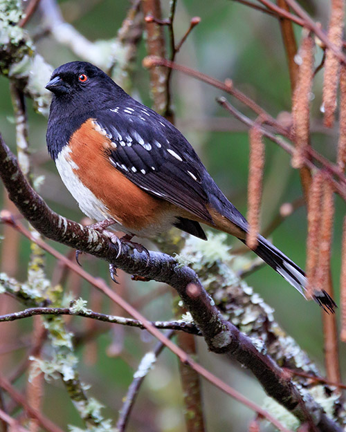 Spotted Towhee