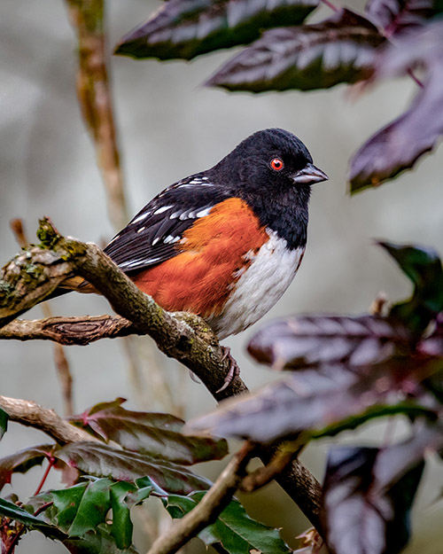 Spotted Towhee