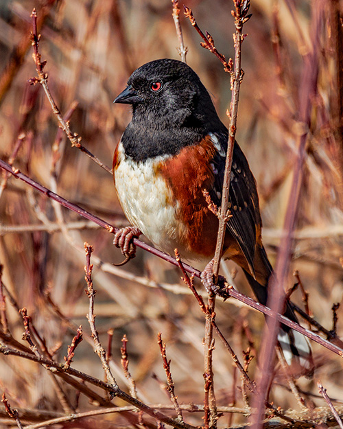 Spotted Towhee