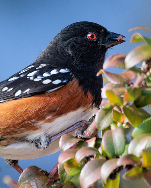 Spotted Towhee