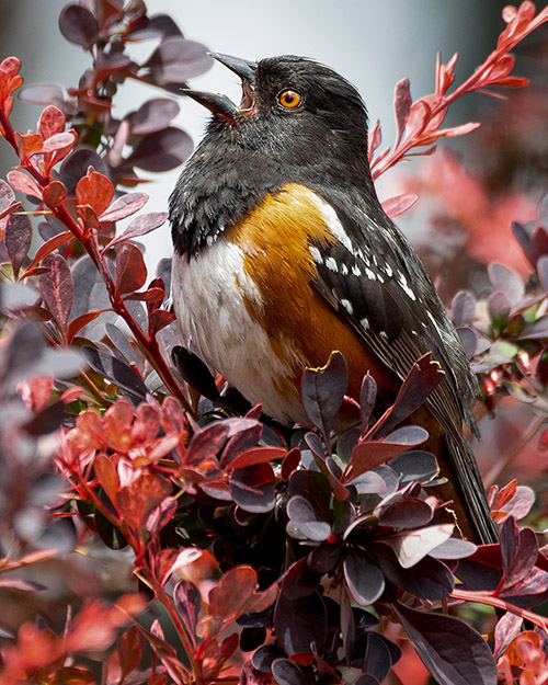 Spotted Towhee