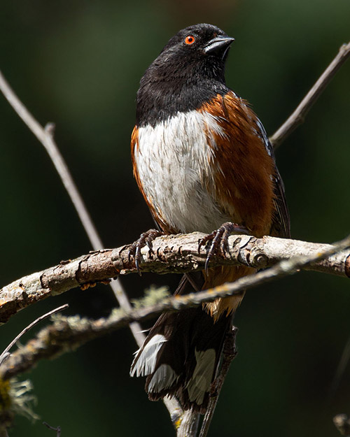 Spotted Towhee