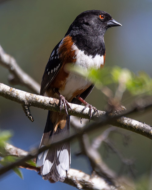 Spotted Towhee