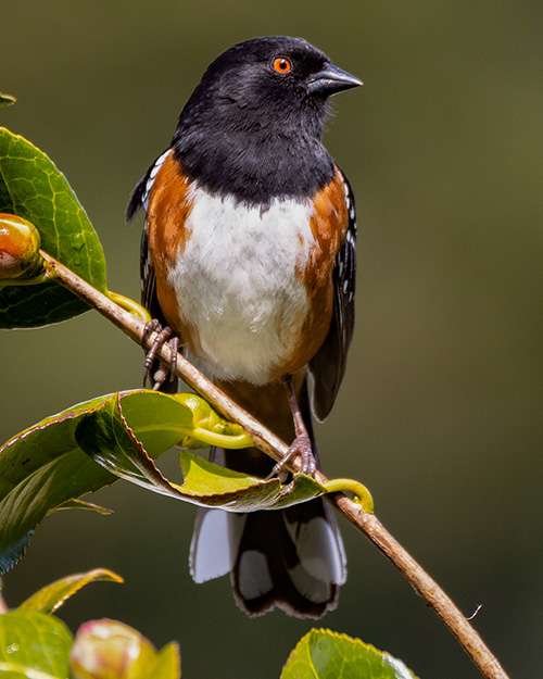 Spotted Towhee