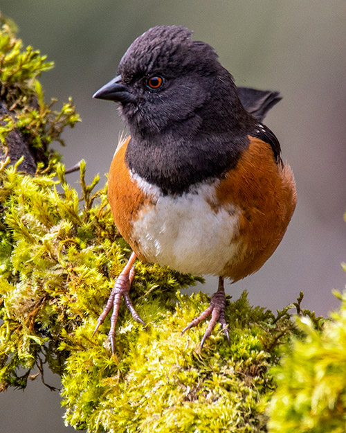 Spotted Towhee