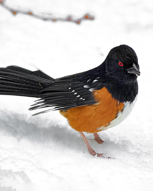 Spotted Towhee