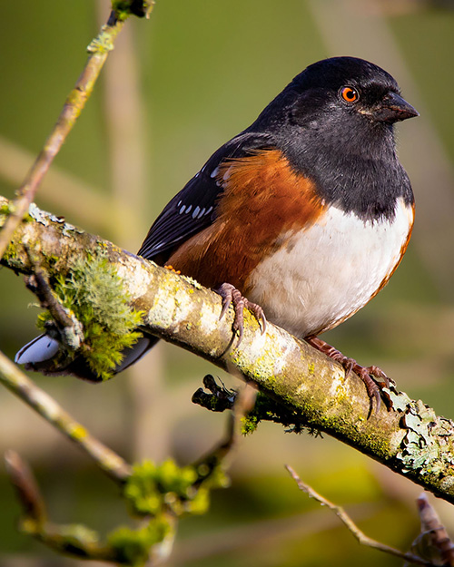 Spotted Towhee