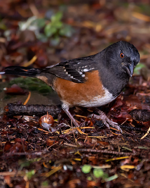 Spotted Towhee