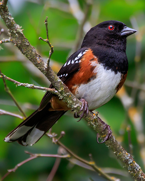 Spotted Towhee