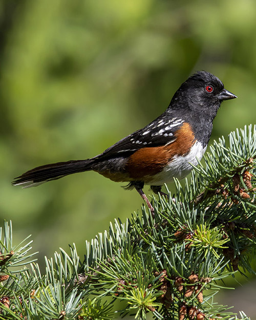 Spotted Towhee