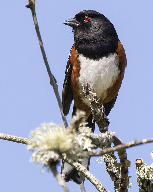 Spotted Towhee