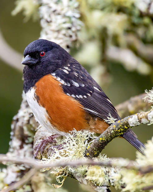 Spotted Towhee