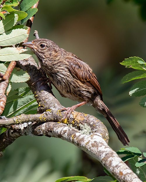 Juvenile Spotted Towhee