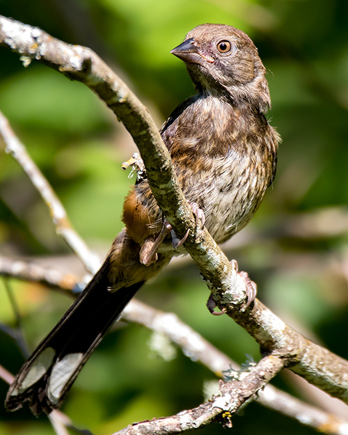 Juvenile Spotted Towhee