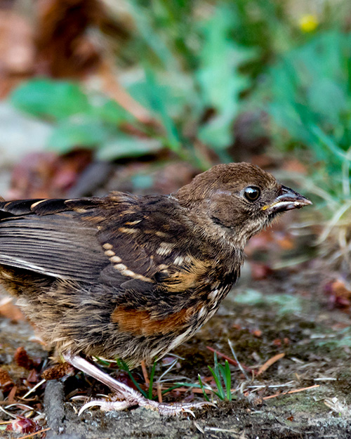 Juvenile Spotted Towhee