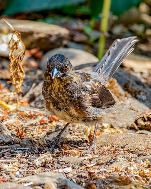 Juvenile Spotted Towhee