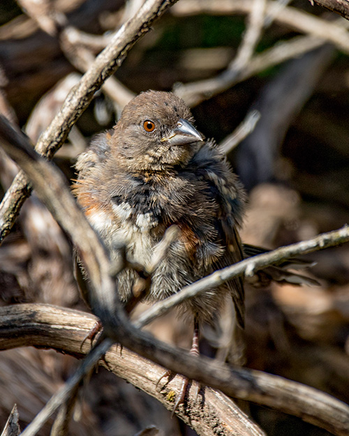 Juvenile Spotted Towhee