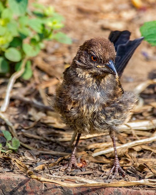 Juvenile Spotted Towhee
