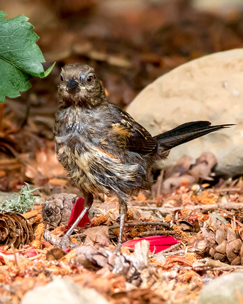 Juvenile Spotted Towhee