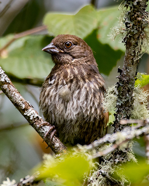 Juvenile Spotted Towhee