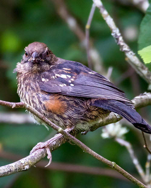 Juvenile Spotted Towhee