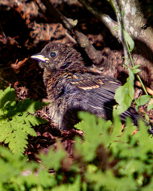 Juvenile Spotted Towhee