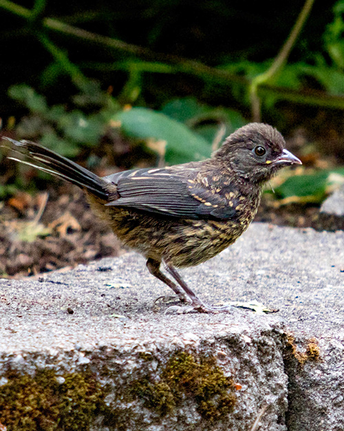 Juvenile Spotted Towhee