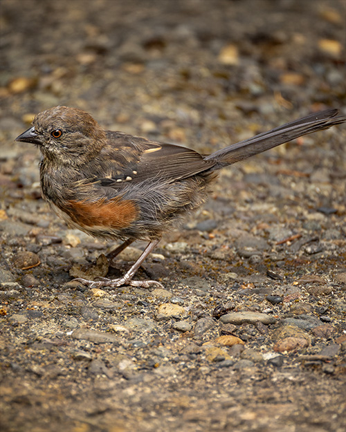 Immature Spotted Towhee
