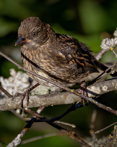Immature Spotted Towhee