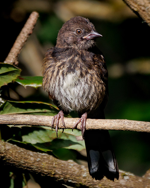 Juvenile Spotted Towhee