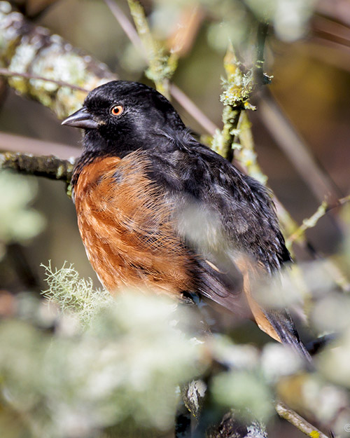 Juvenile Spotted Towhee