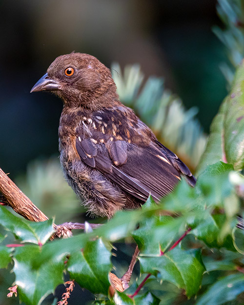 Juvenile Spotted Towhee