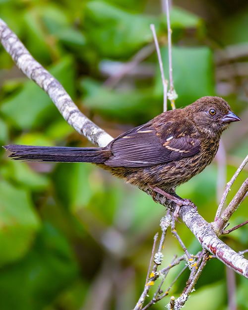 Juvenile Spotted Towhee