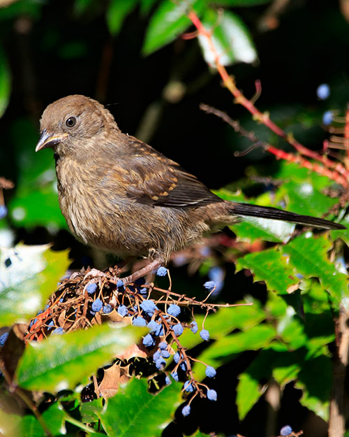 Juvenile Spotted Towhee