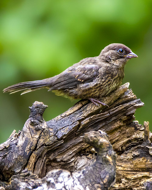Juvenile Spotted Towhee
