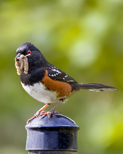 Juvenile Spotted Towhee
