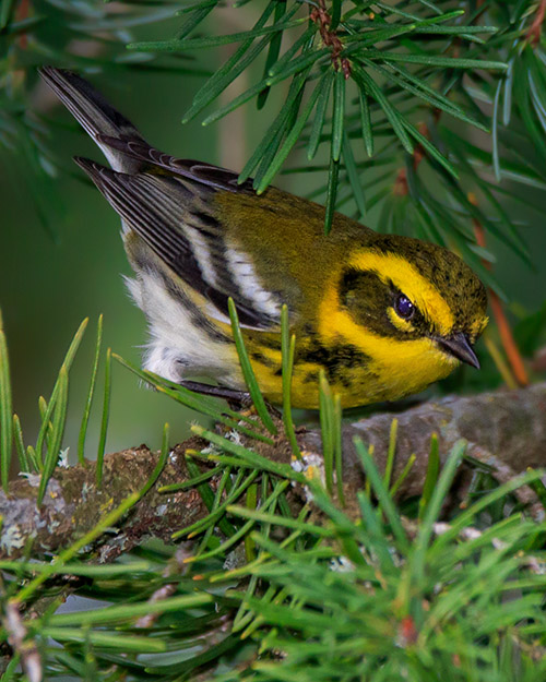 Townsend's Warbler