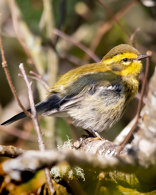 Townsend's Warbler