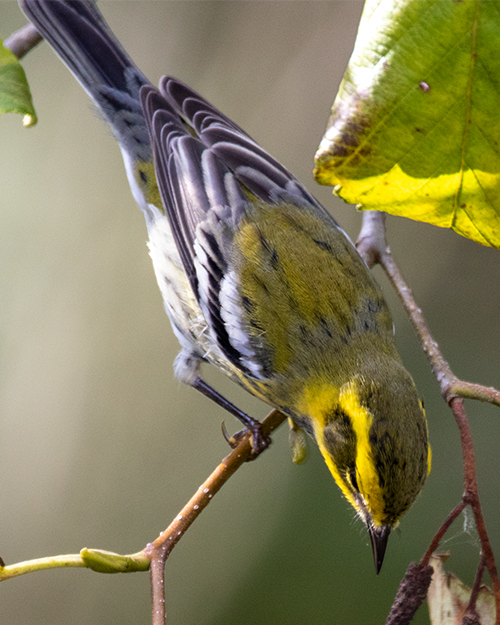 Townsend's Warbler